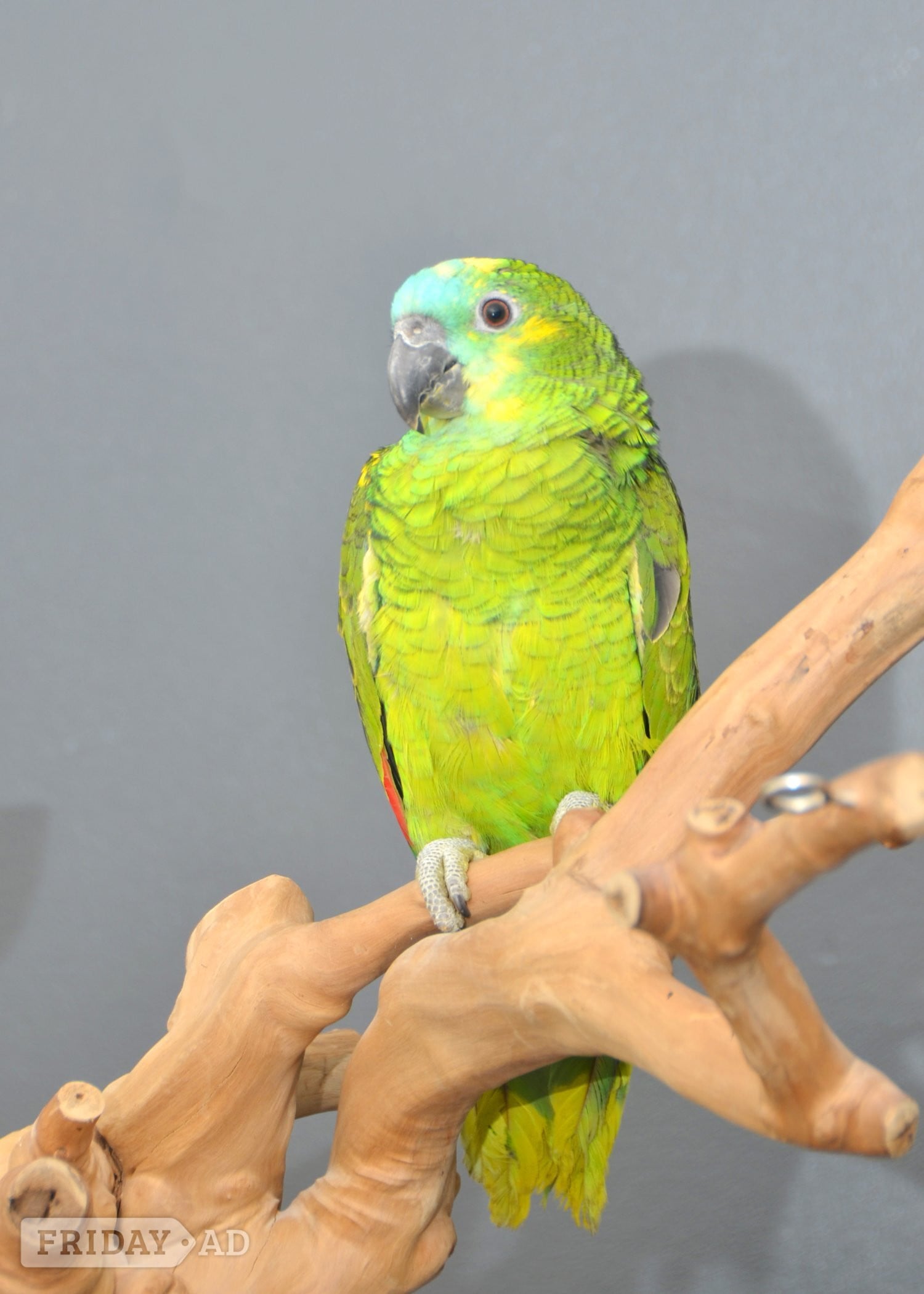 Baby Blue fronted Amazon Talking Parrot - Birds in Birmingham