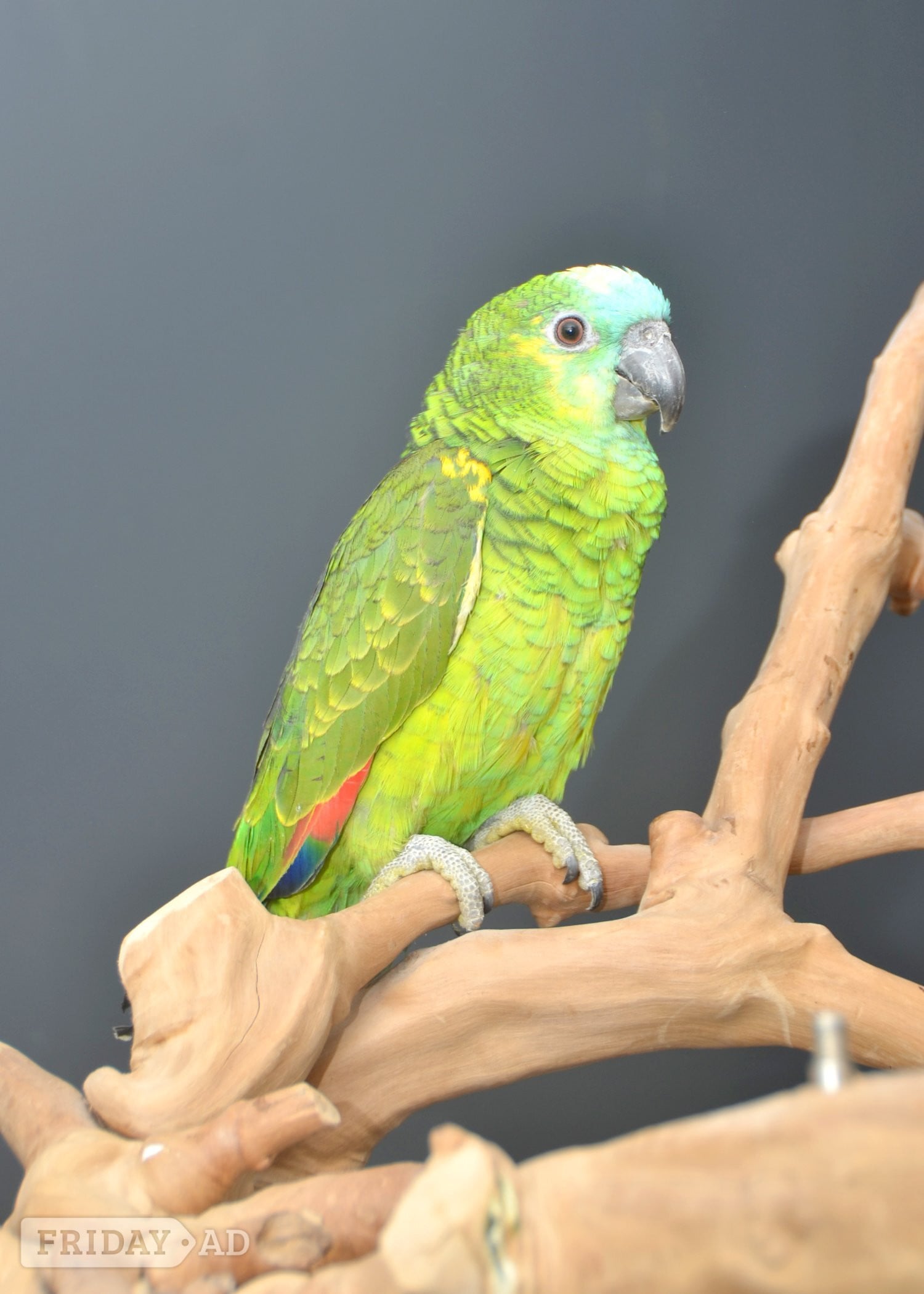 Baby Blue fronted Amazon Talking Parrot - Birds