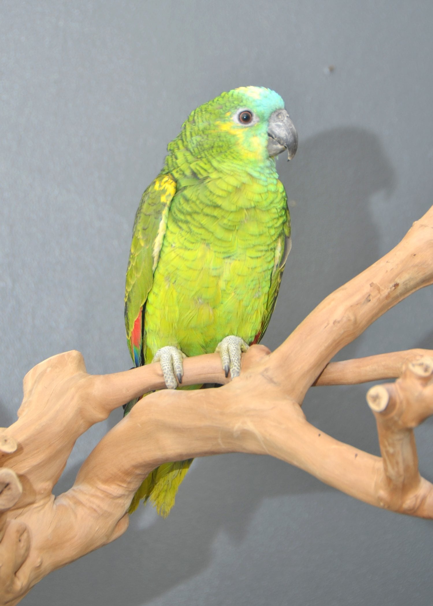 Birmingham Baby Blue fronted Amazon Talking Parrot Hand Reared