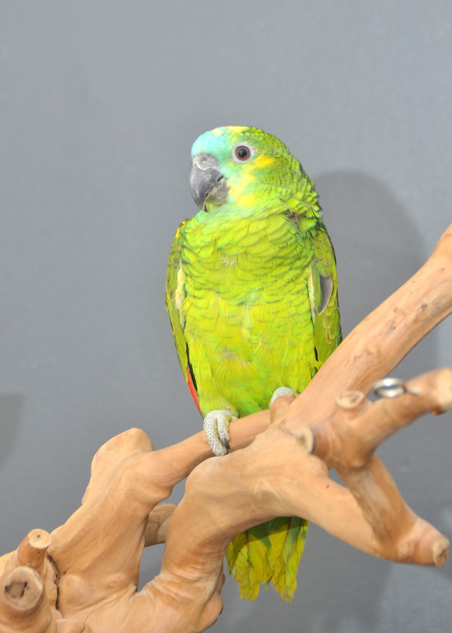 Baby Blue fronted Amazon Talking Parrot Hand Reared - Birds in Birmingham