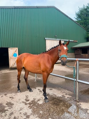 "Lily’s Lady " Bay Mare All Rounder