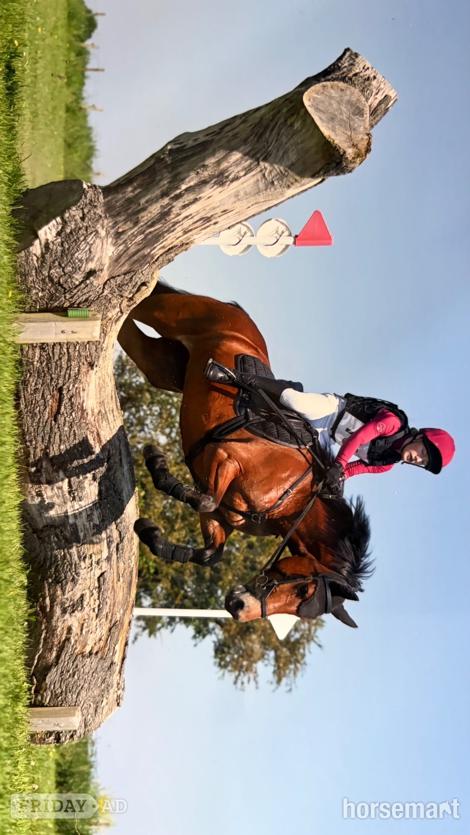 Brighouse "Lily’s Lady " Bay Mare All Rounder