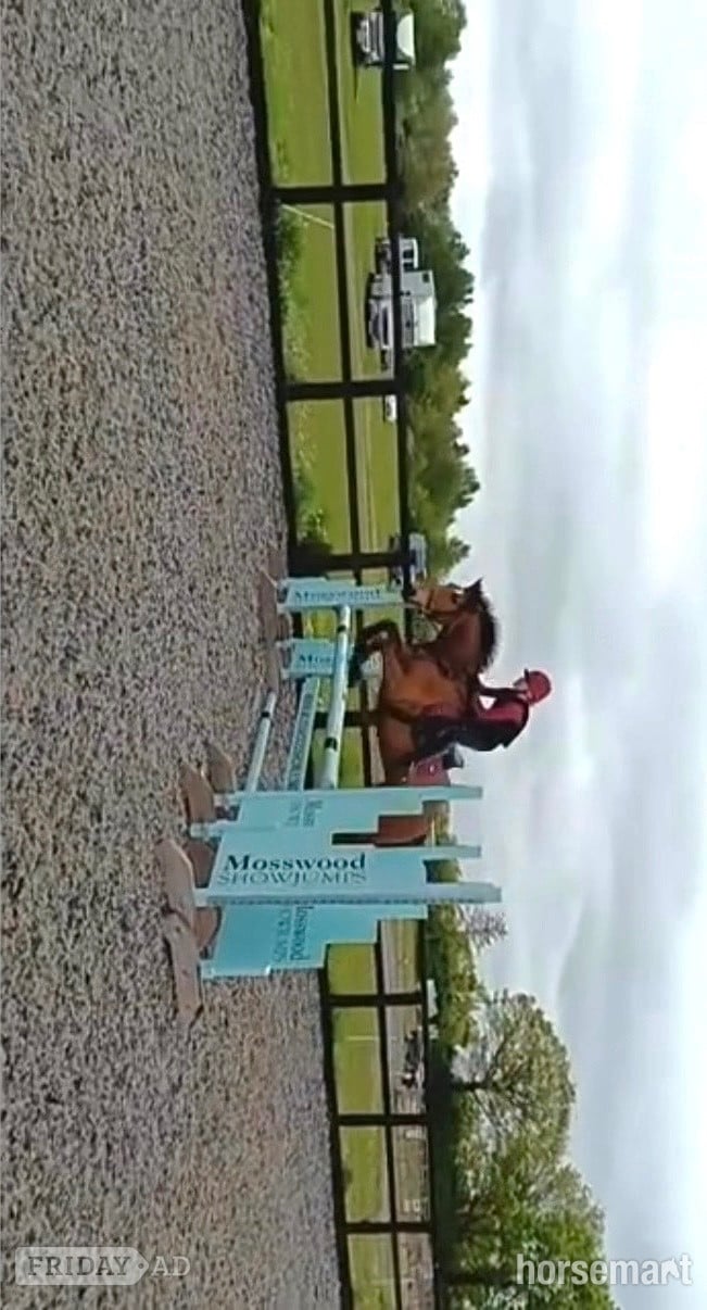"Lily’s Lady " Bay Mare All Rounder - Horses in Brighouse