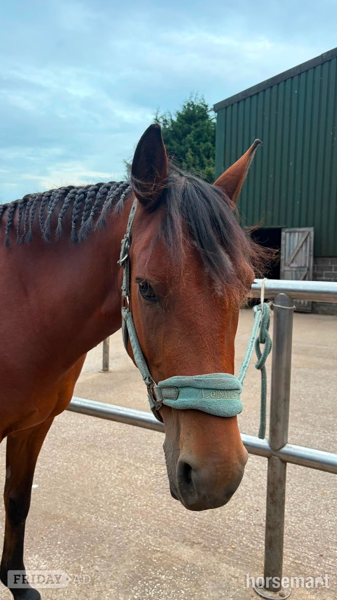"Lily’s Lady " Bay Mare All Rounder - Horses