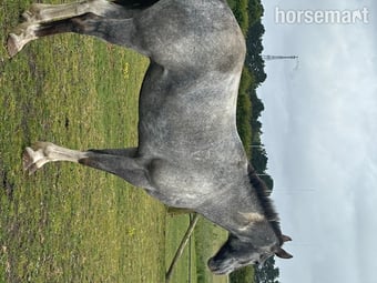 "Alfie" Grey Gelding Happy Hacker