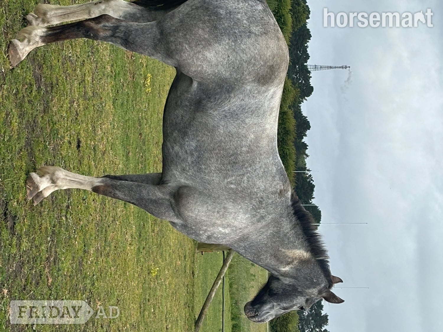 "Alfie" Grey Gelding Happy Hacker in Southampton