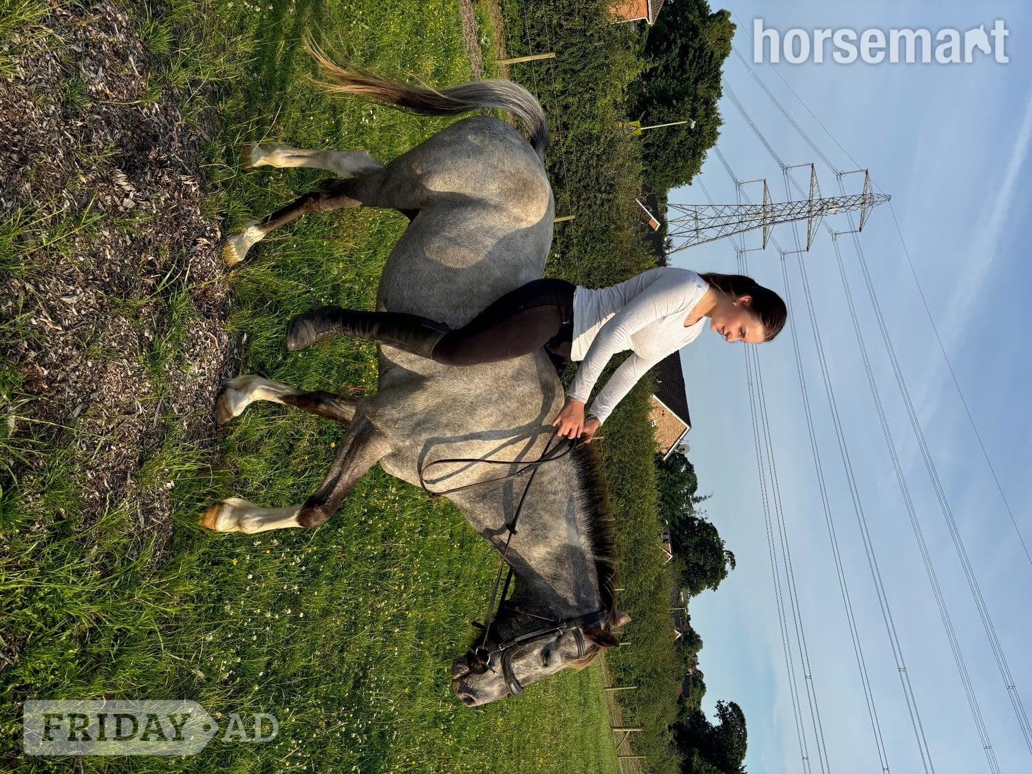 "Alfie" Grey Gelding Happy Hacker