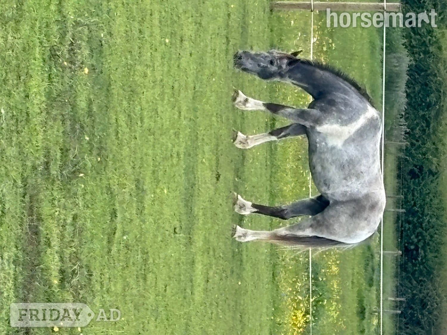 Southampton "Alfie" Grey Gelding Happy Hacker