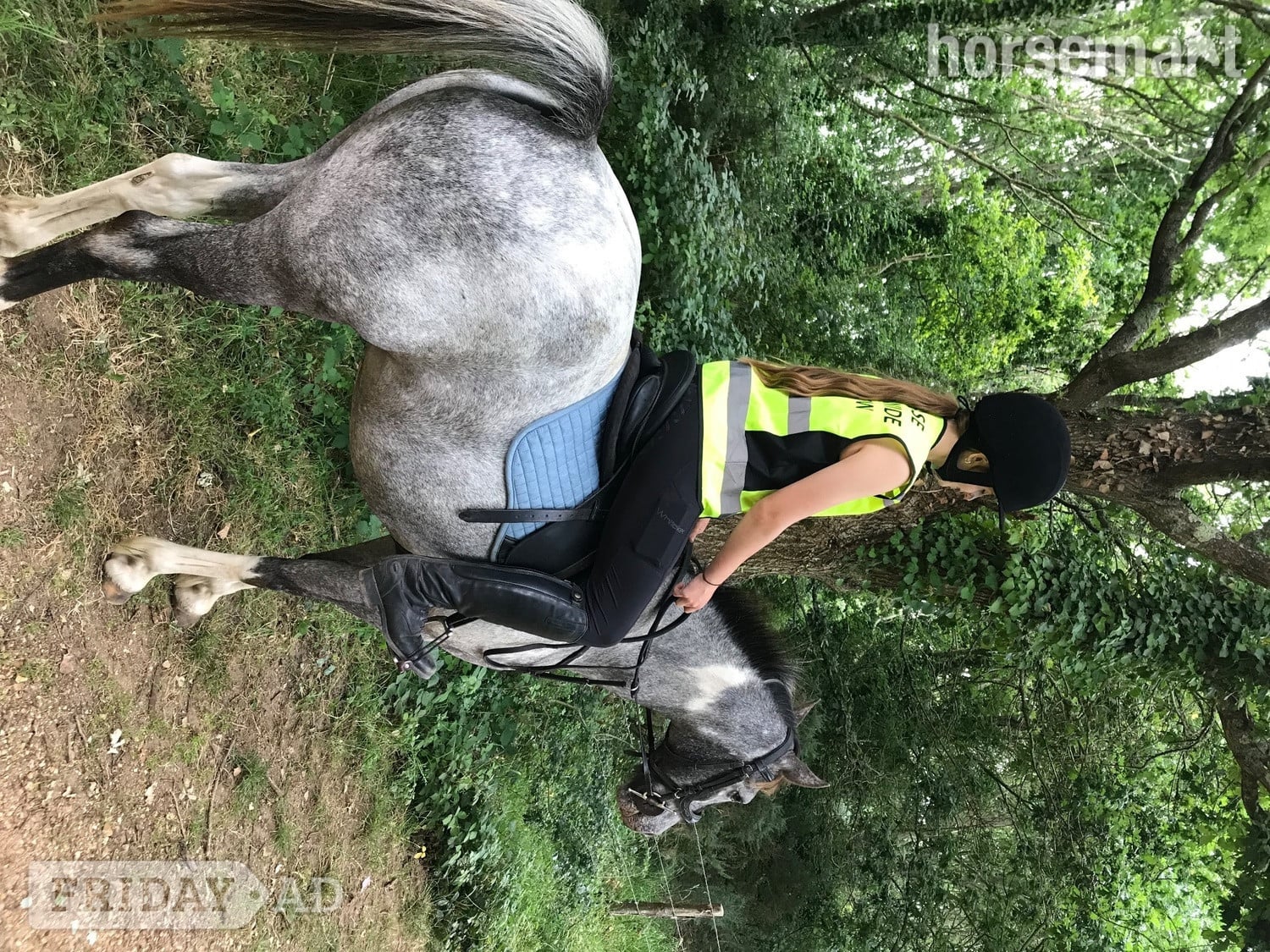 "Alfie" Grey Gelding Happy Hacker - Horses in Southampton