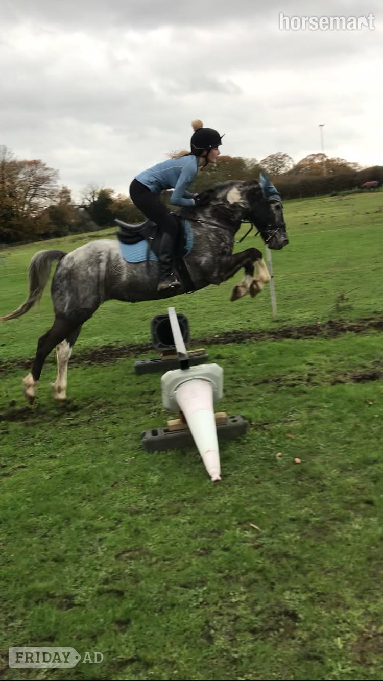 "Alfie" Grey Gelding Happy Hacker - Horses