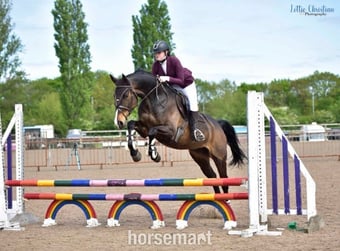 "alfie " Bay Gelding Show Jumper