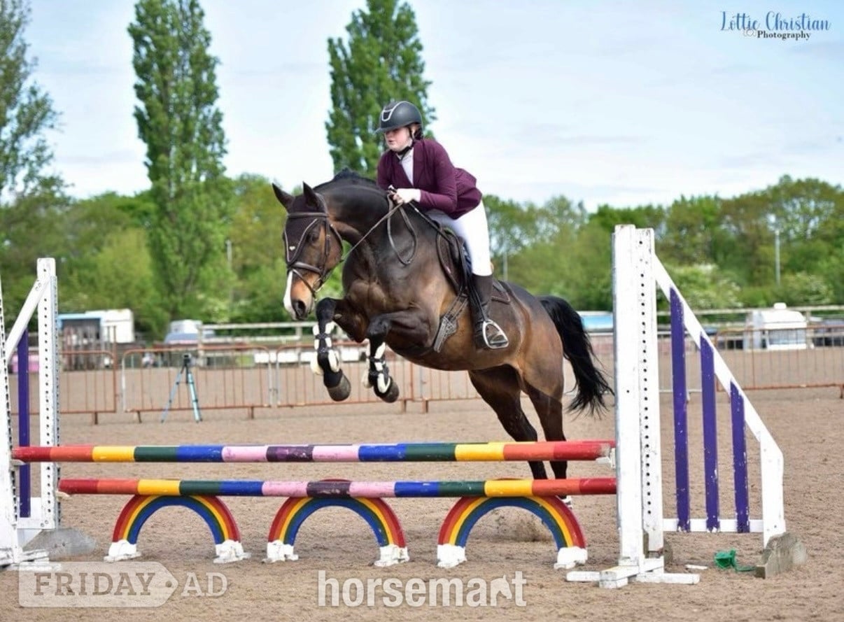 "alfie " Bay Gelding Show Jumper in Clock Face
