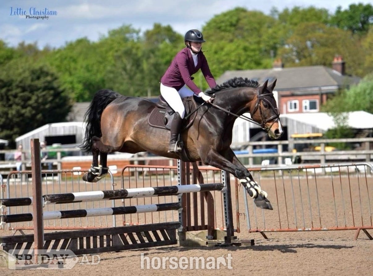 "alfie " Bay Gelding Show Jumper