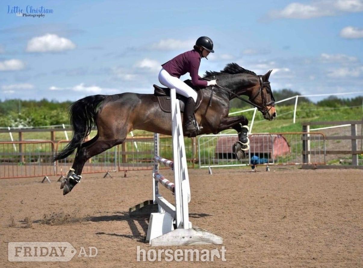 Clock Face "alfie " Bay Gelding Show Jumper