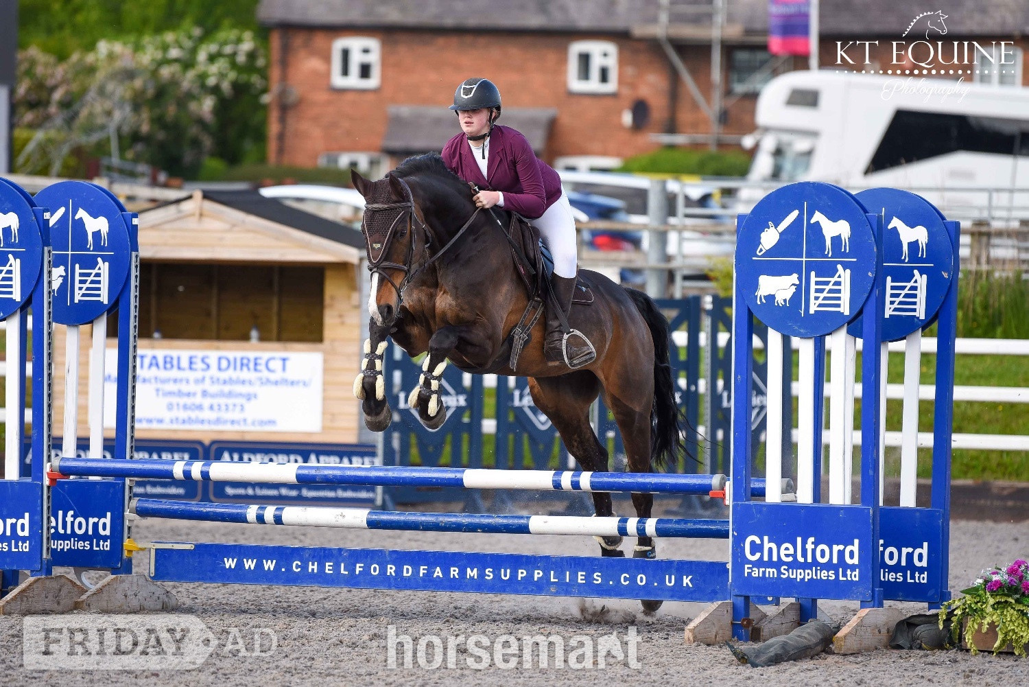 "alfie " Bay Gelding Show Jumper - Horses in Clock Face