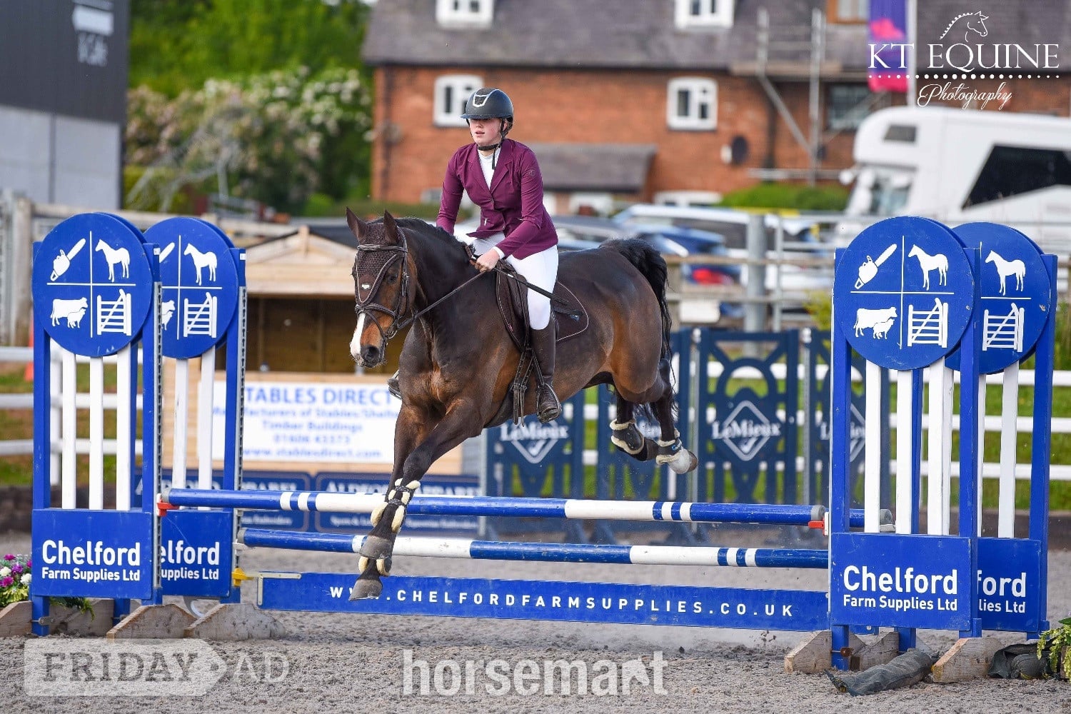 "alfie " Bay Gelding Show Jumper - Horses