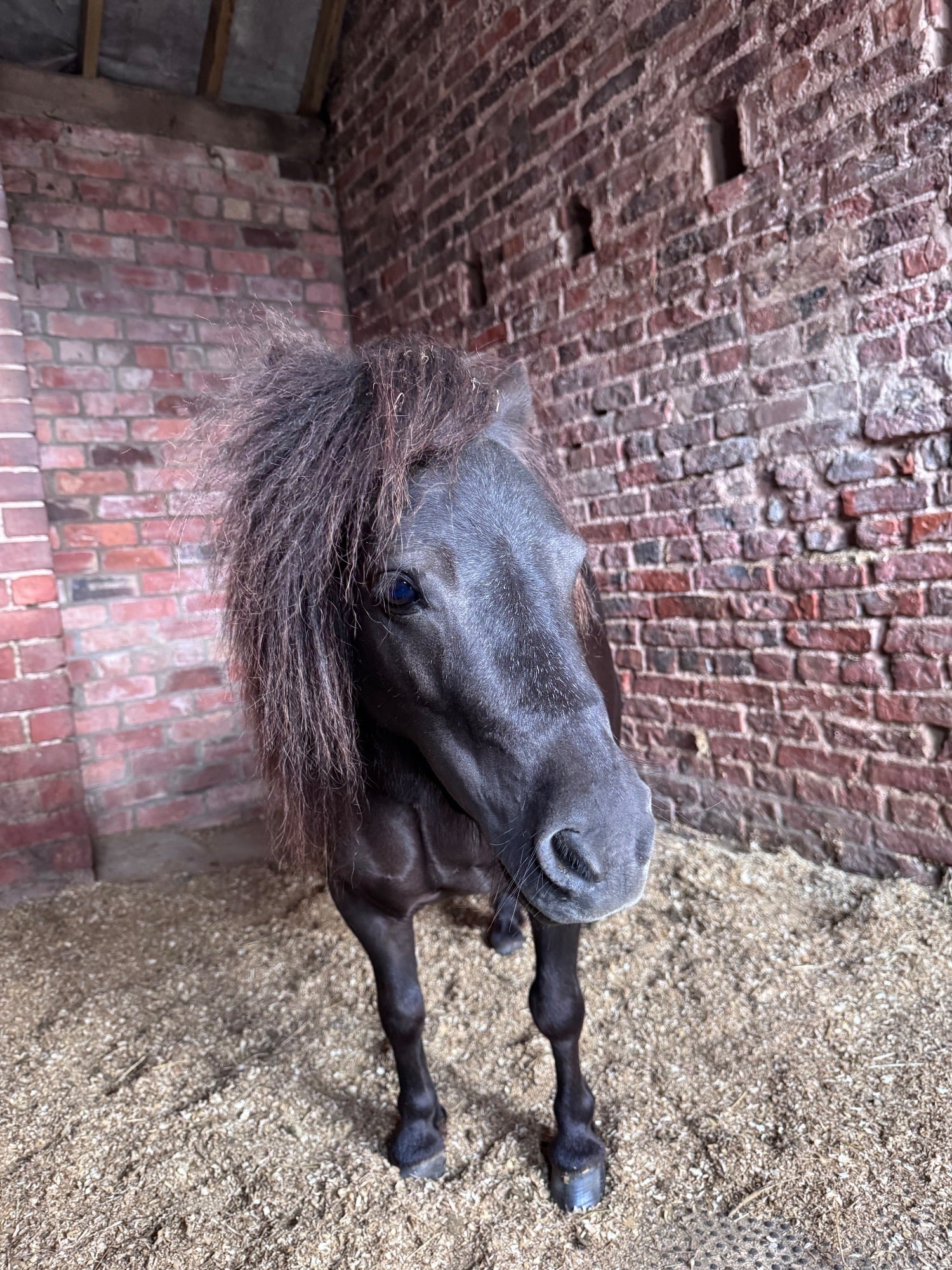 Malton "Gracie" Black Mare Miniature Horse
