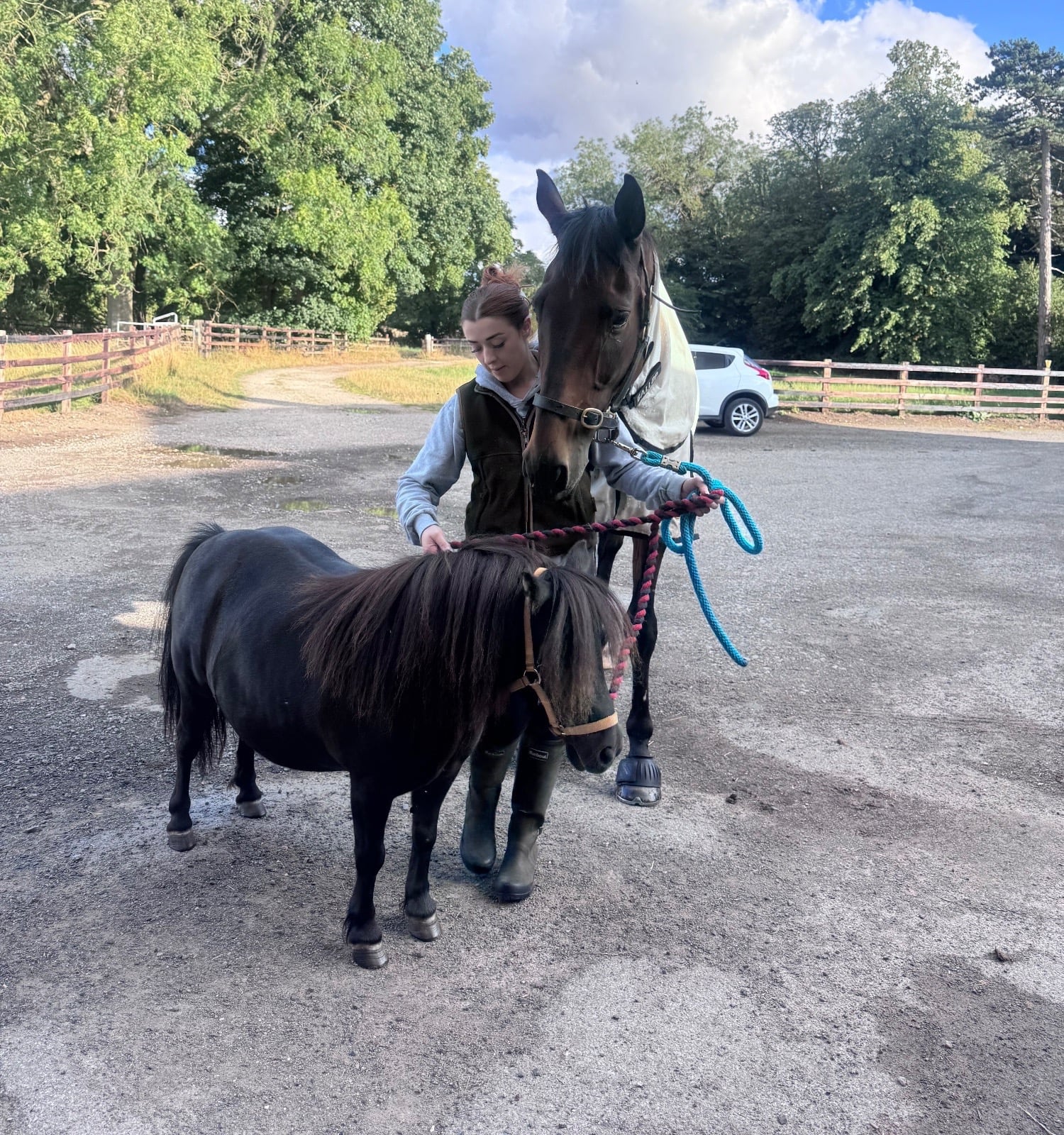 "Gracie" Black Mare Miniature Horse - Horses