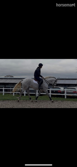 "LASLO BLUE" Grey Gelding Show Jumper