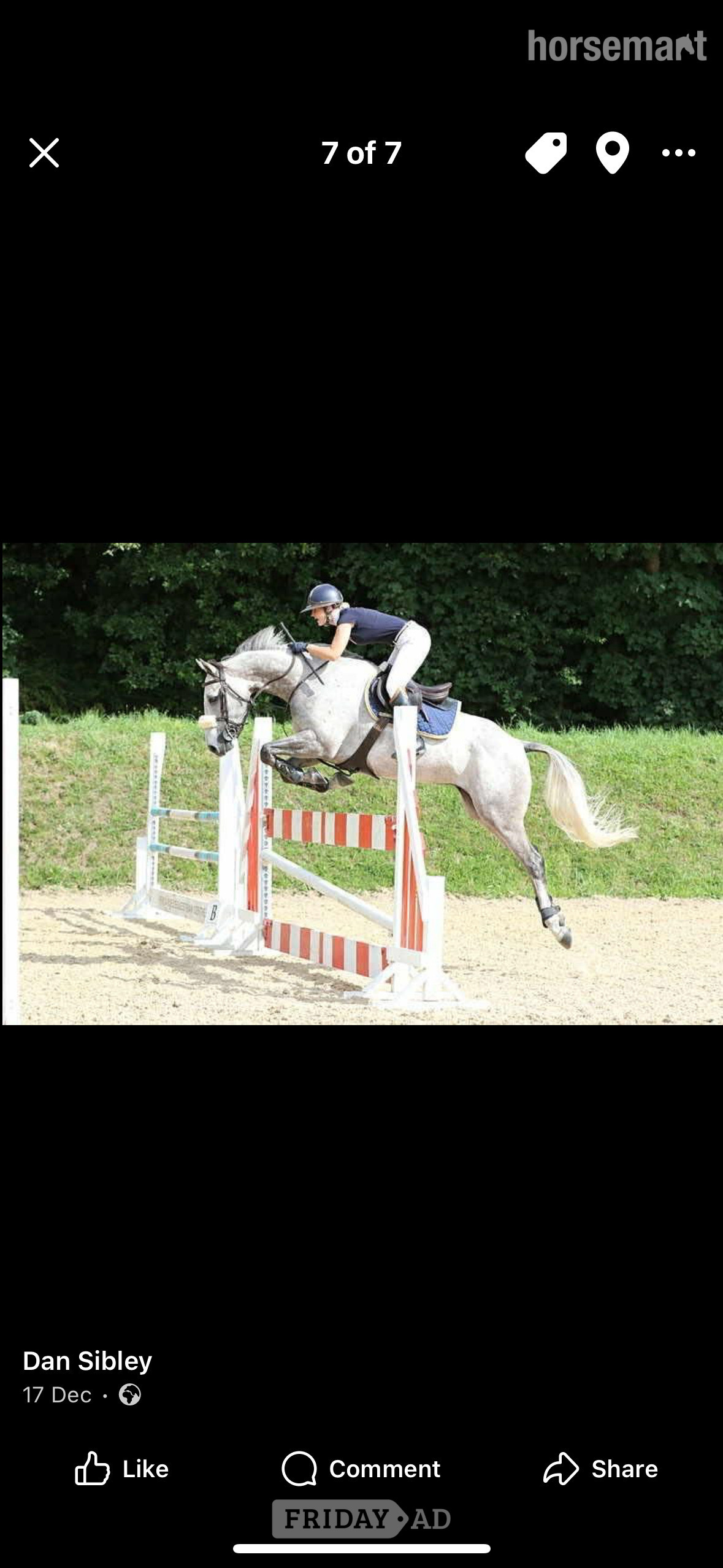 West Buckland "LASLO BLUE" Grey Gelding Show Jumper