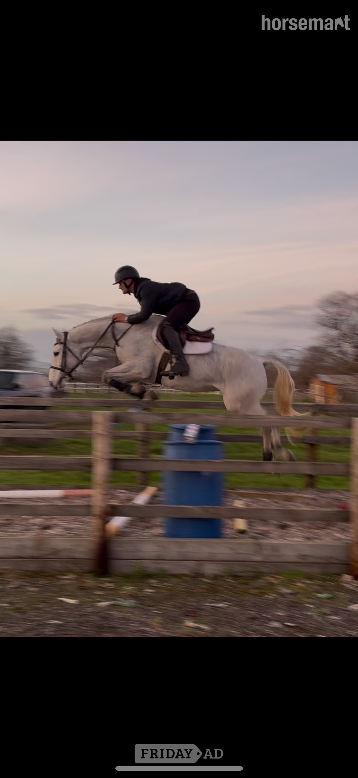 "LASLO BLUE" Grey Gelding Show Jumper