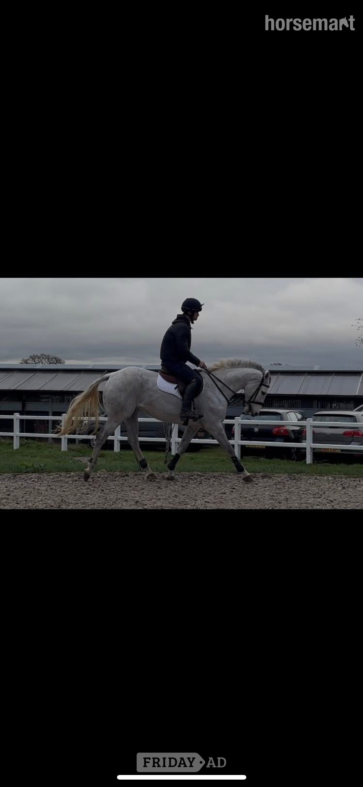 "LASLO BLUE" Grey Gelding Show Jumper in West Buckland