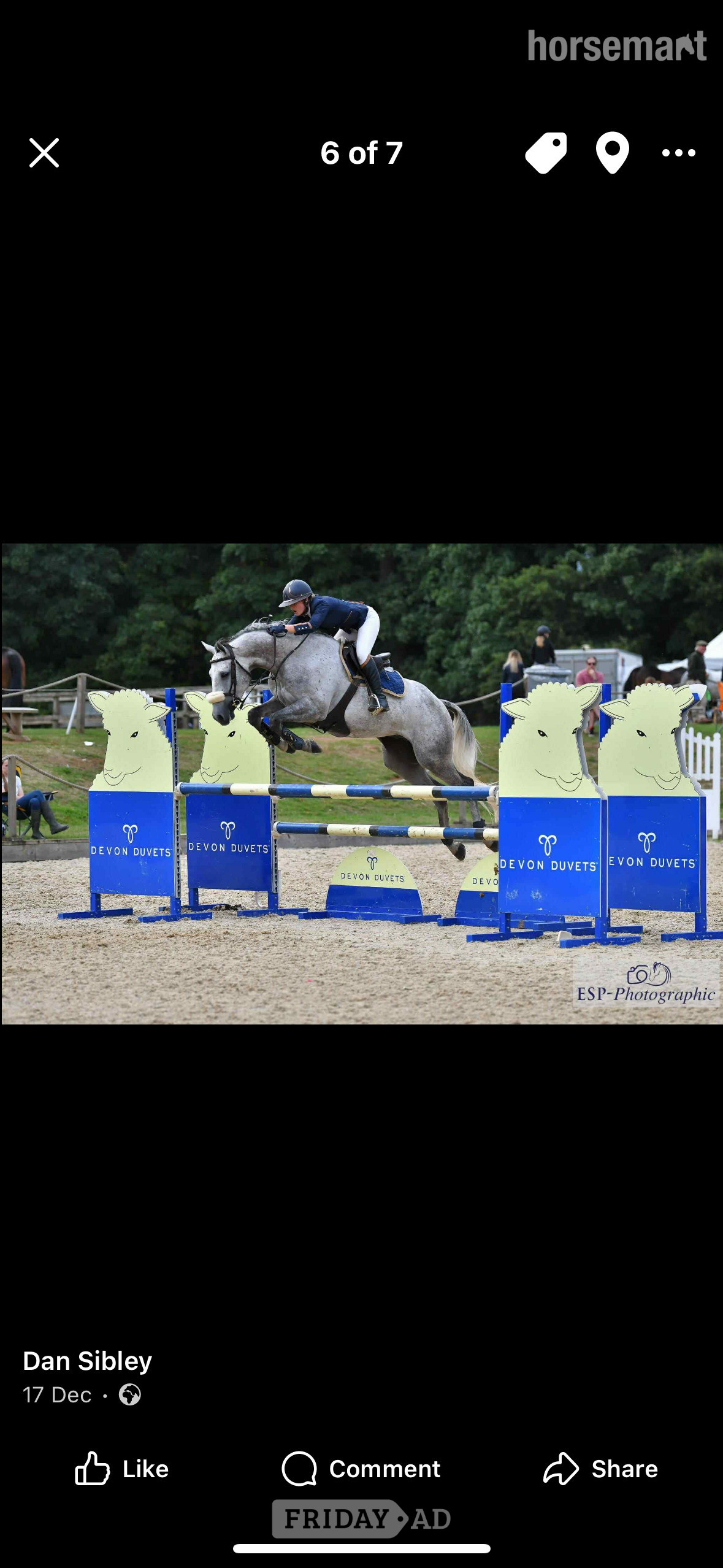 "LASLO BLUE" Grey Gelding Show Jumper - Horses