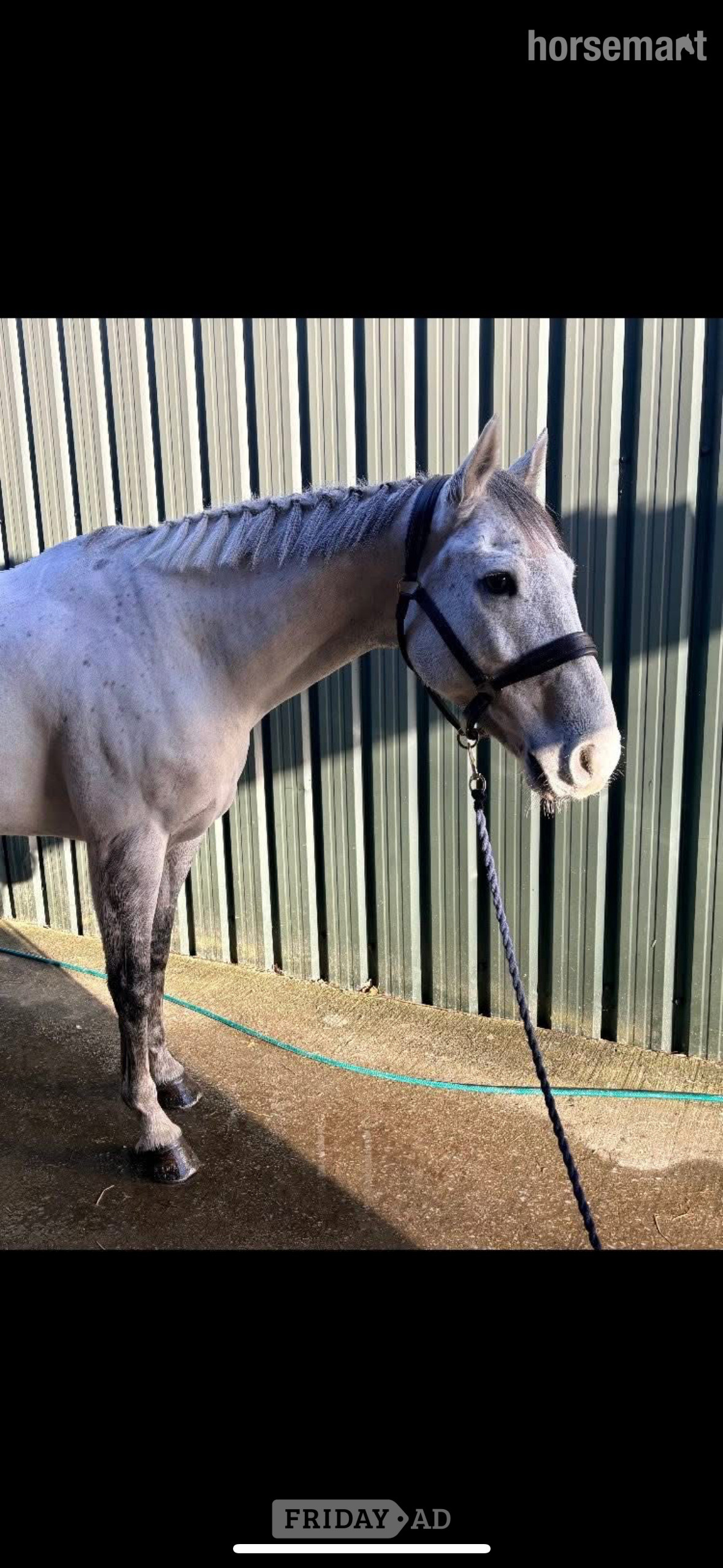 "LASLO BLUE" Grey Gelding Show Jumper - Horses in West Buckland