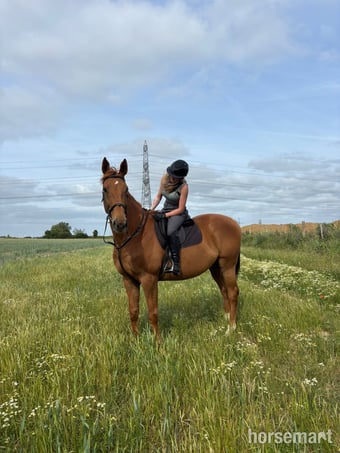 "Jack" Chestnut Gelding All Rounder