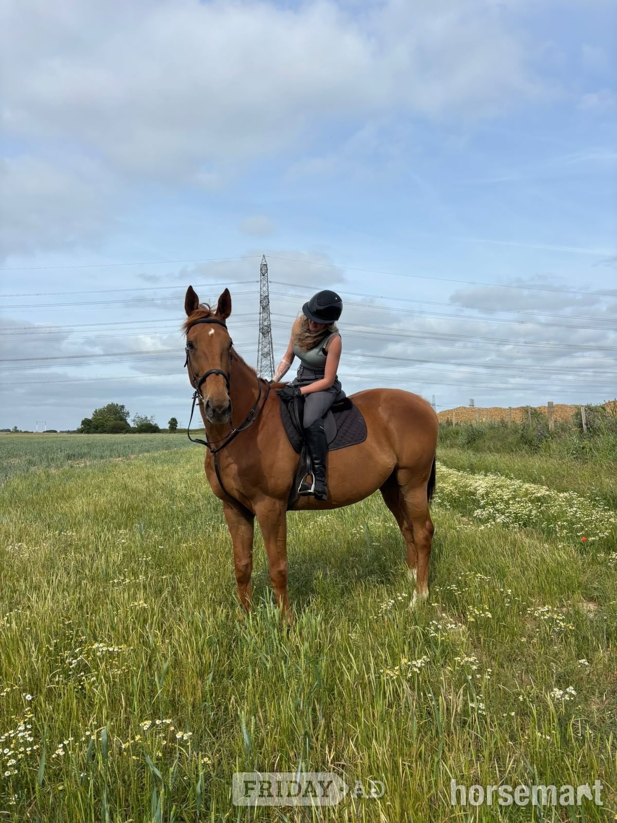 "Jack" Chestnut Gelding All Rounder in Rochester