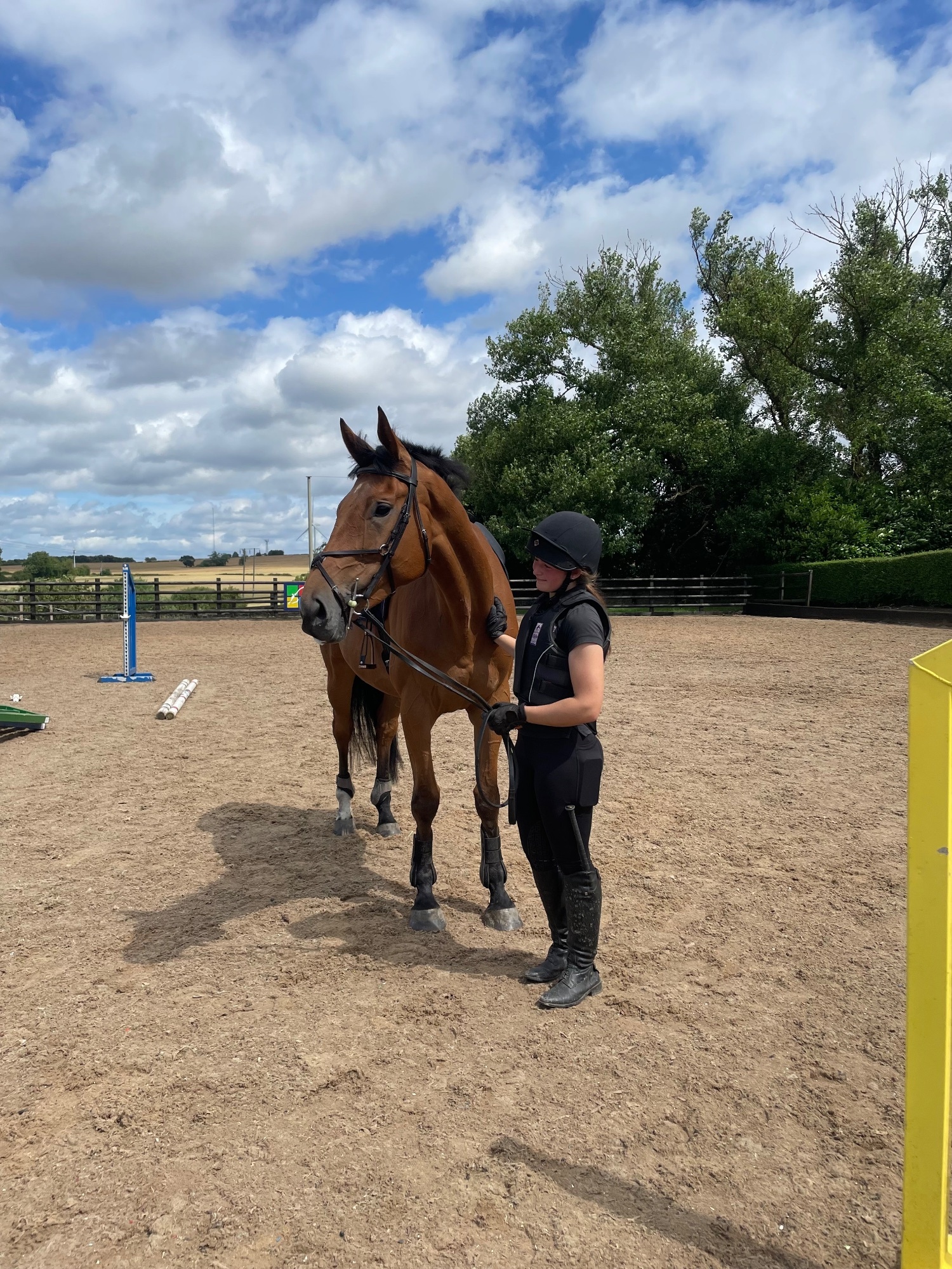 17.2/3 9 year old thoroughbred gelding FULL LOAN /potential LWVTB