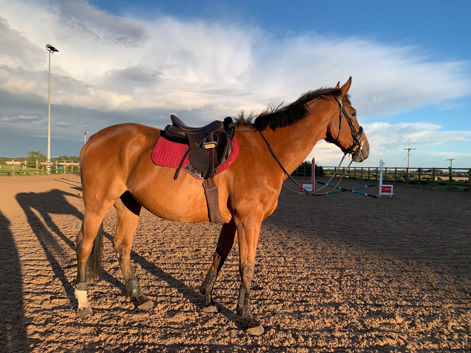17.2/3 9 year old thoroughbred gelding FULL LOAN /potential LWVTB - Horses in Wales