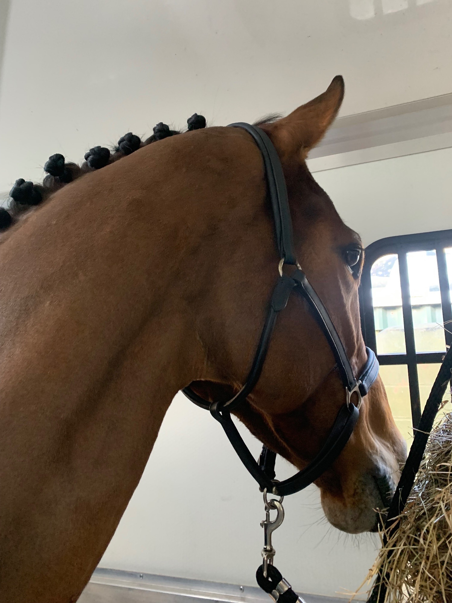 17.2/3 9 year old thoroughbred gelding FULL LOAN /potential LWVTB - Horses