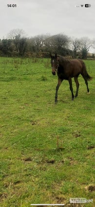 "Rosa" Bay Filly All Rounder
