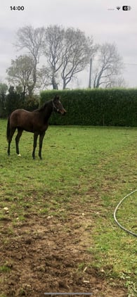 "Rosa" Bay Filly All Rounder