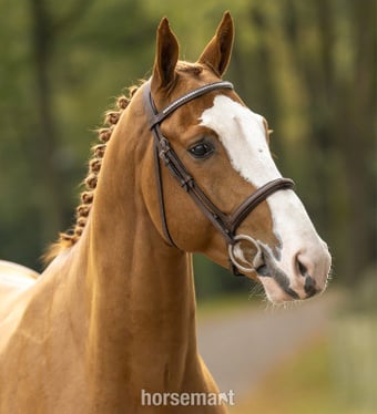 "Voodoo De Muze" Chestnut Stallion Show Jumper