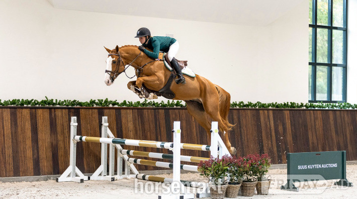 "Voodoo De Muze" Chestnut Stallion Show Jumper