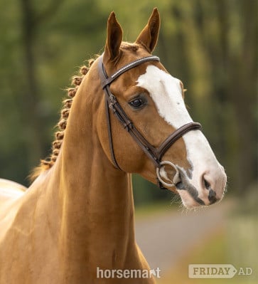 "Voodoo De Muze" Chestnut Stallion Show Jumper in Eemnes