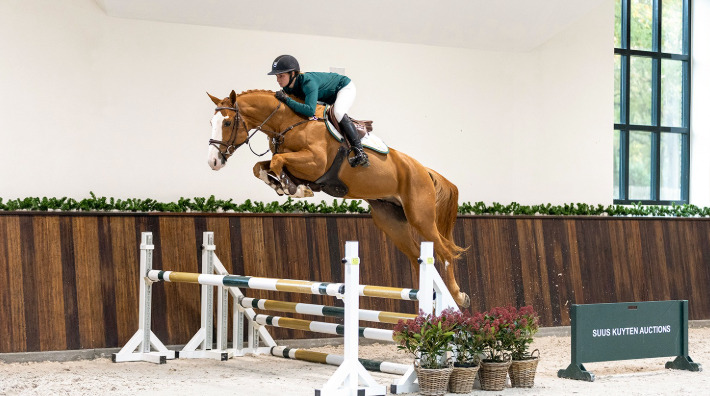 "Voodoo De Muze" Chestnut Stallion Show Jumper