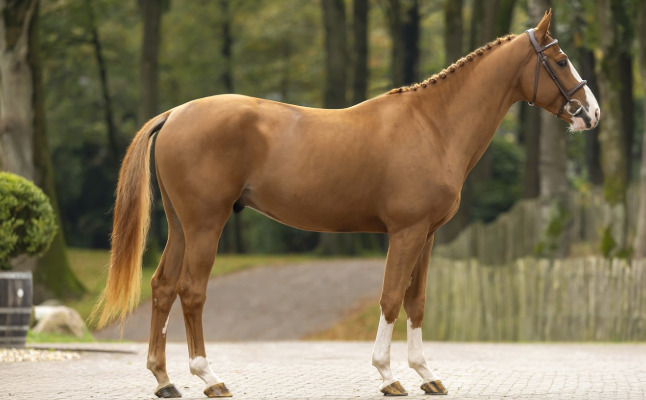 Eemnes "Voodoo De Muze" Chestnut Stallion Show Jumper