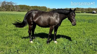 "RID Black Mare, due to foal 2026 ID Stallion" Black Mare Youngstock / Foal
