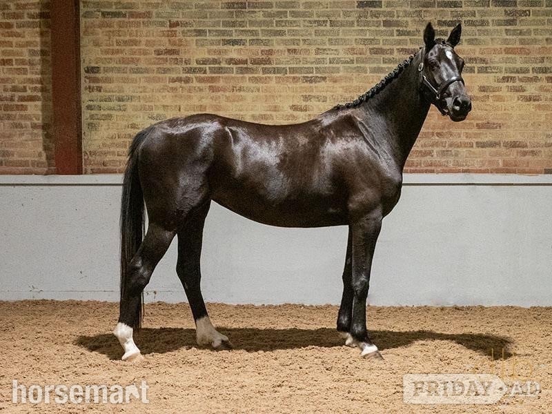 Whitchurch "JDS GLANZETTI " Black Mare Dressage Horse