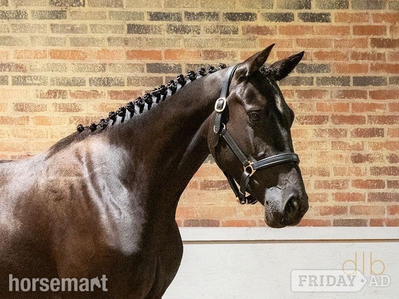 "JDS GLANZETTI " Black Mare Dressage Horse in Whitchurch