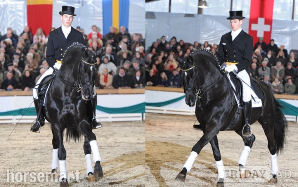 "JDS GLANZETTI " Black Mare Dressage Horse - Horses