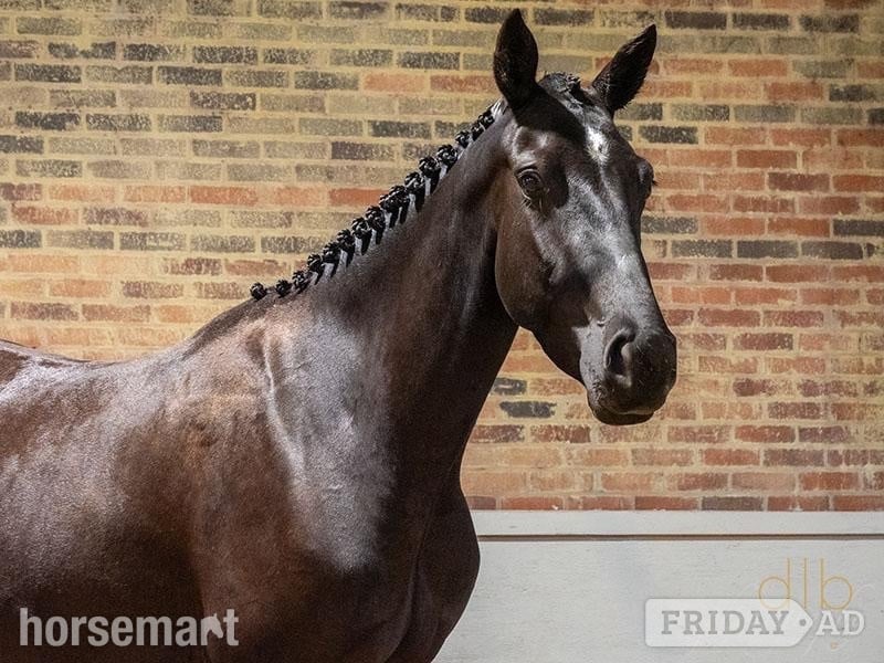 "JDS GLANZETTI " Black Mare Dressage Horse