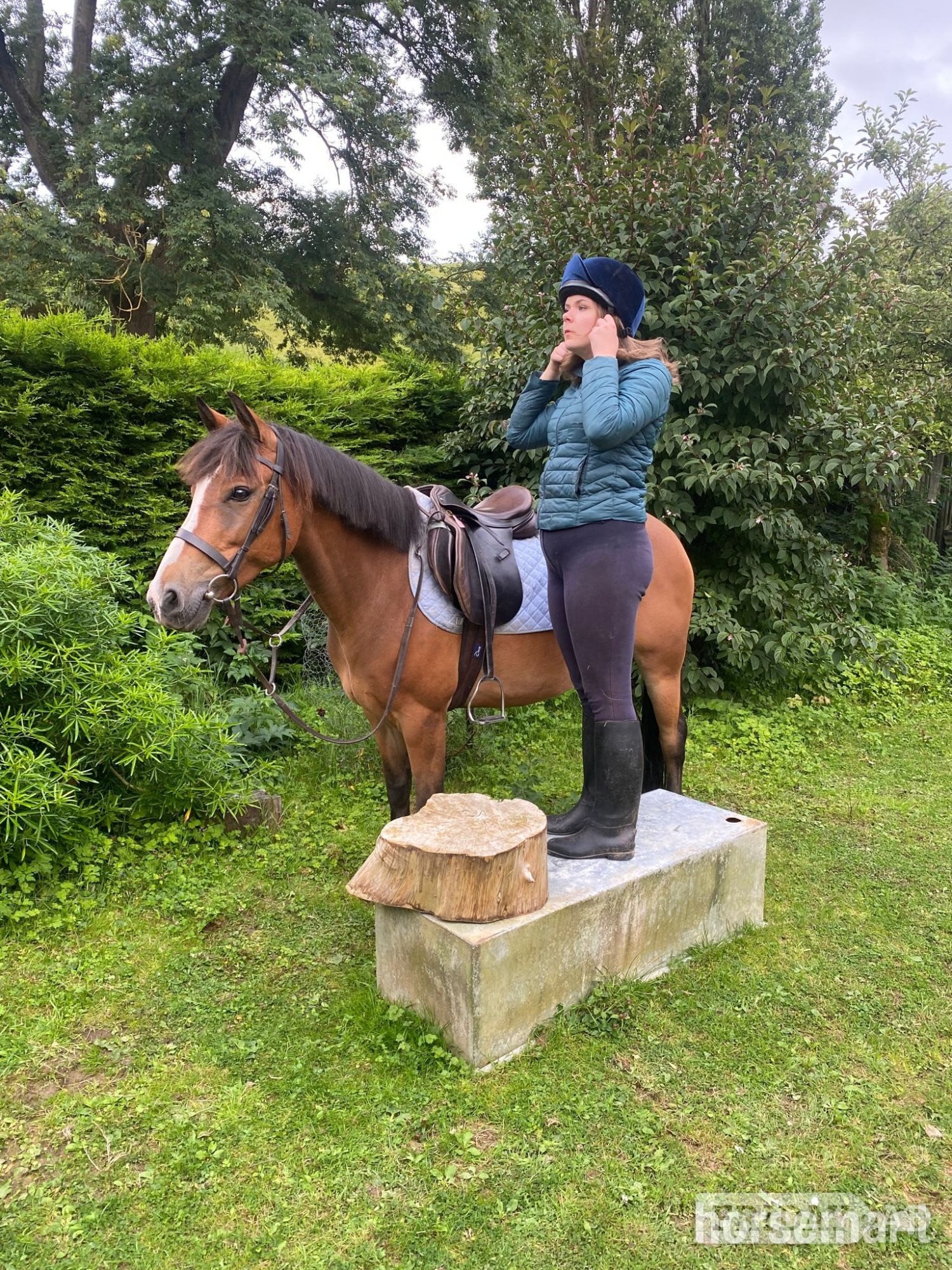 14.1 hh gelding 11 yo, free loan, or lwvtb