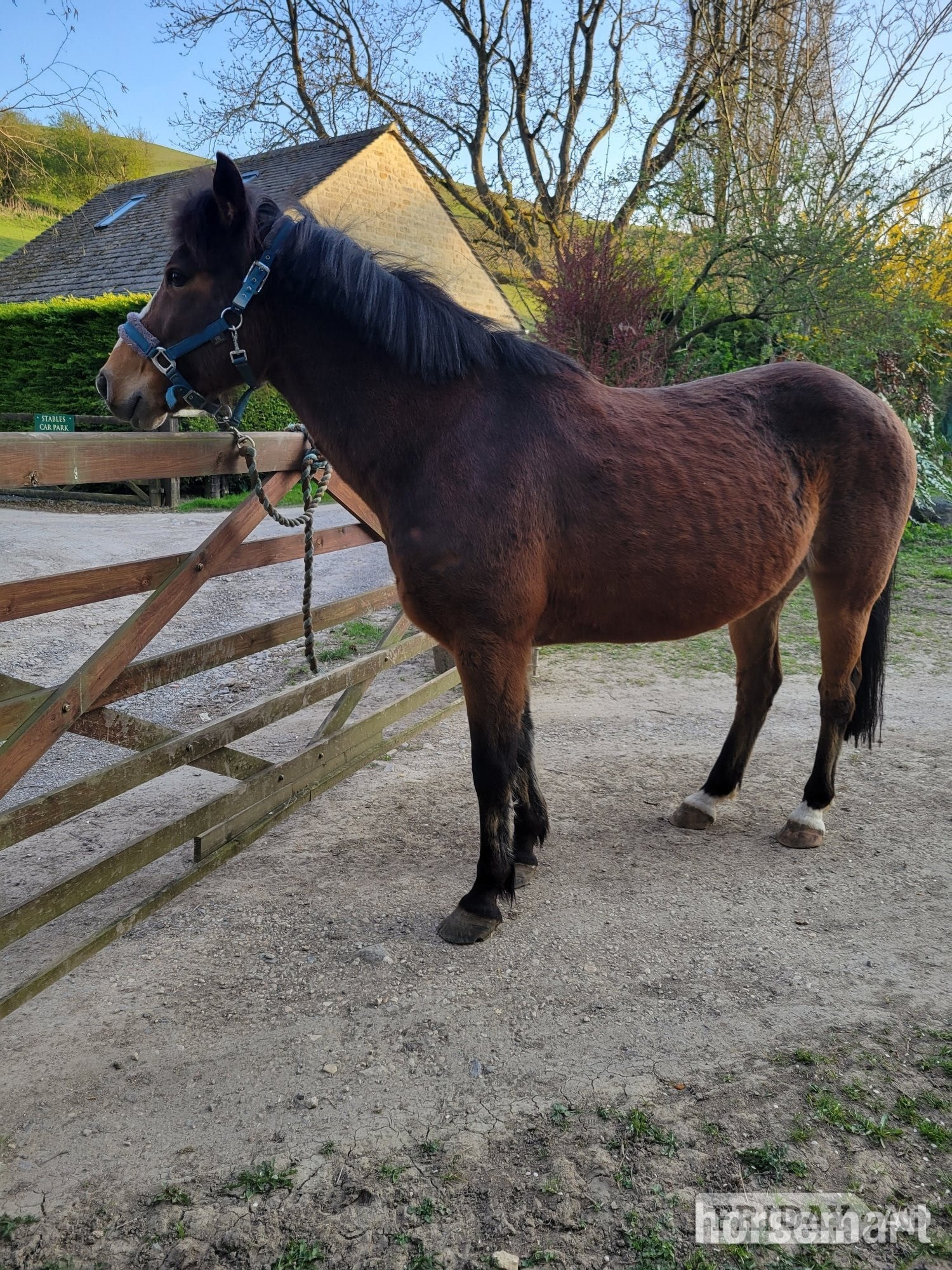 Winchcombe 14.1 hh gelding 11 yo, free loan, or lwvtb