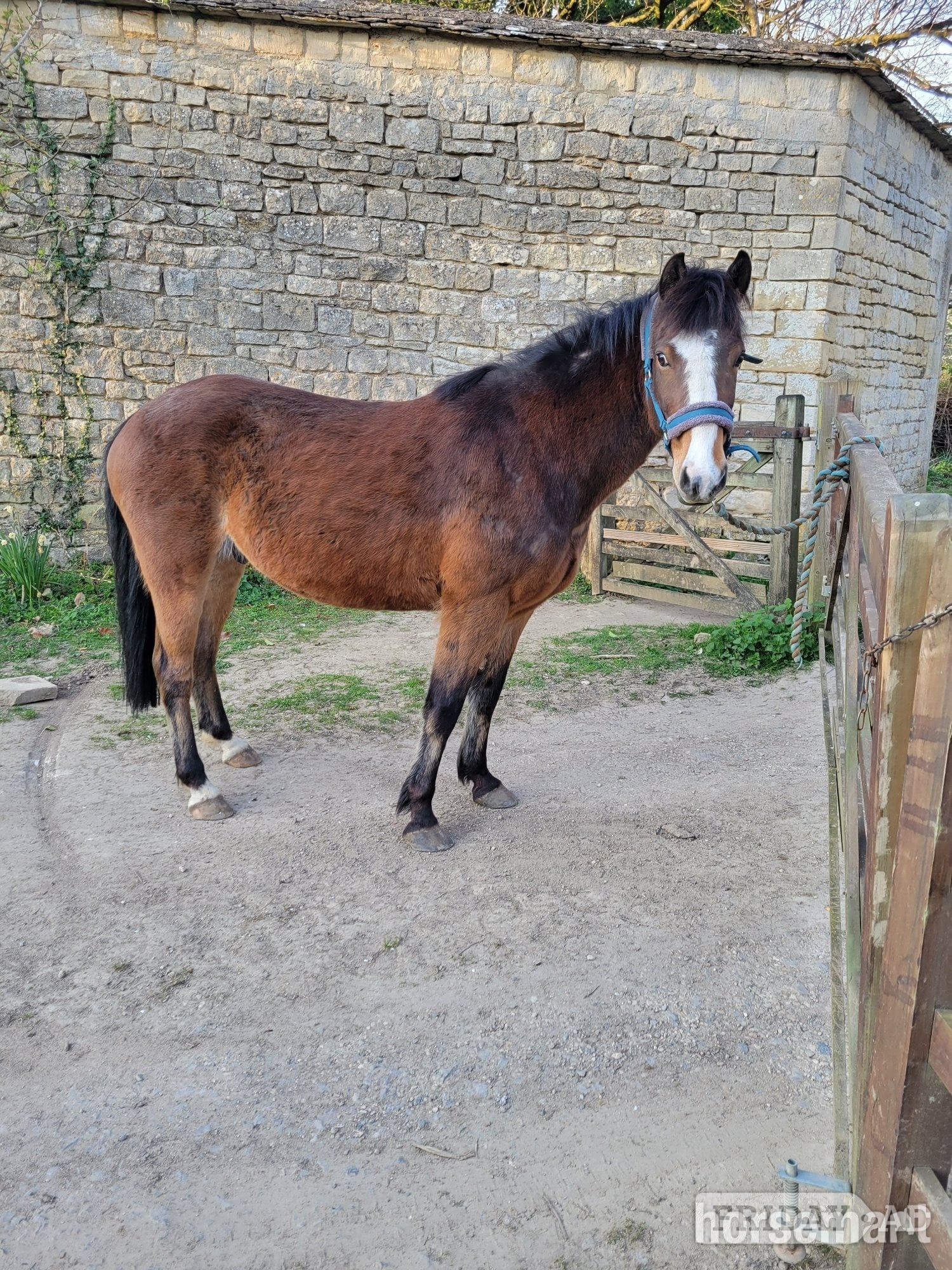 14.1 hh gelding 11 yo, free loan, or lwvtb - Horses in Winchcombe