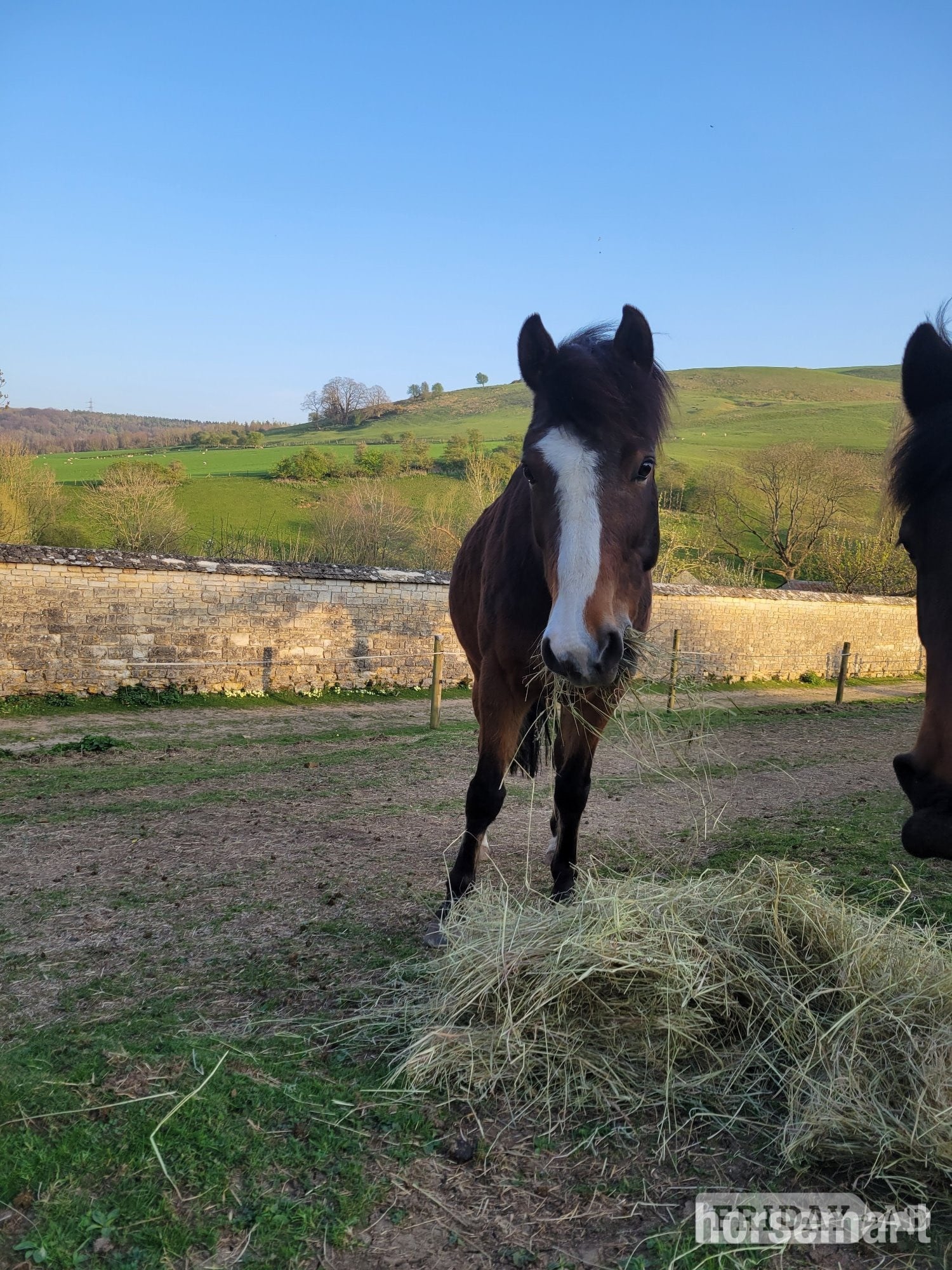 14.1 hh gelding 11 yo, free loan, or lwvtb - Horses