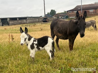 "Holly and her  gorgeous little boy " Black Mare Companion Horse